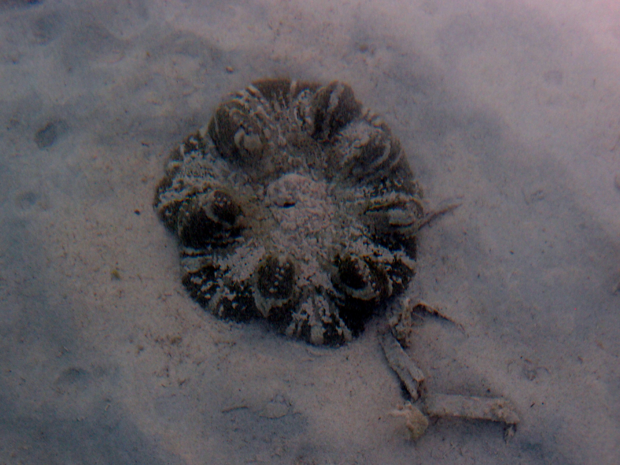 2015-10-04 Morgen auf der Veranda (05 Uhr) (Foto + Audio)